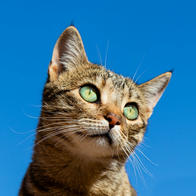 Simba do adopcji