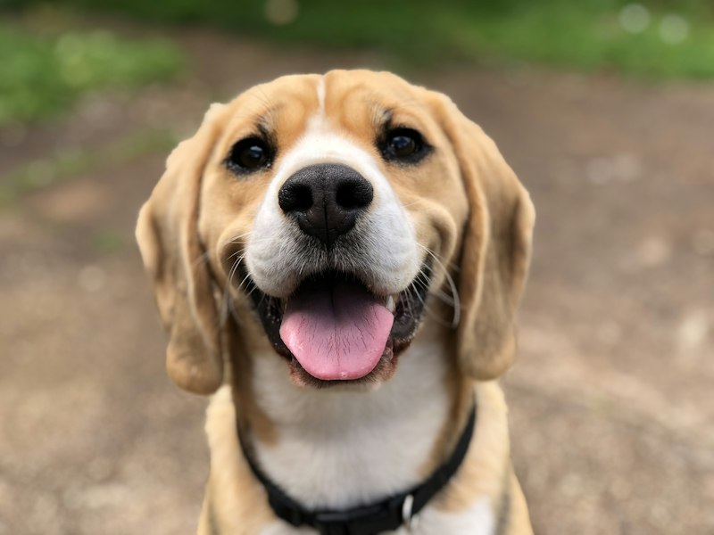 Bella