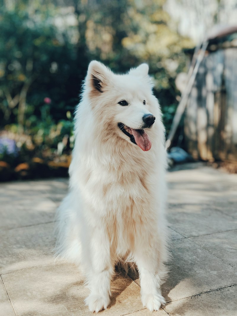 Bruno