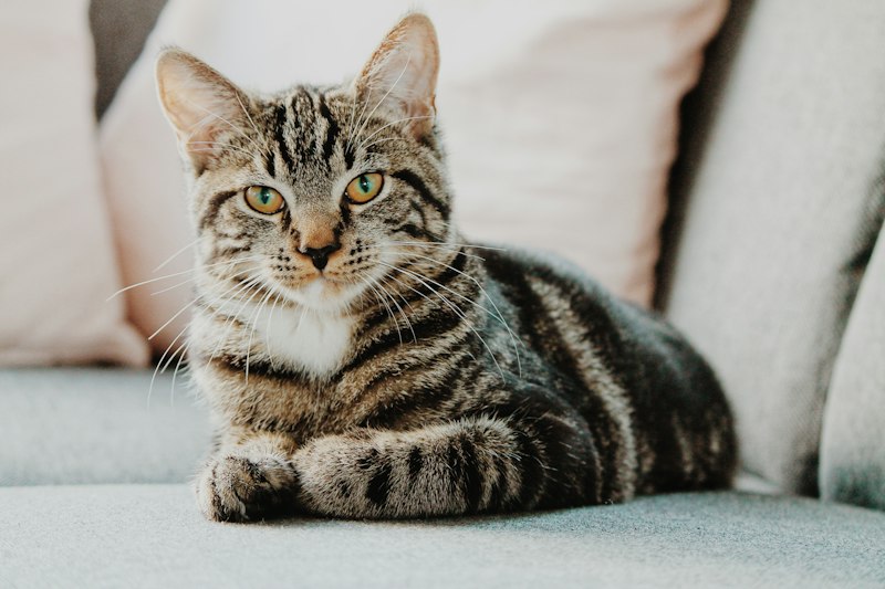 Nala